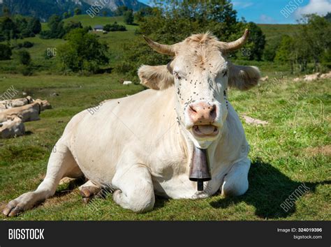 Cow With Cowbell