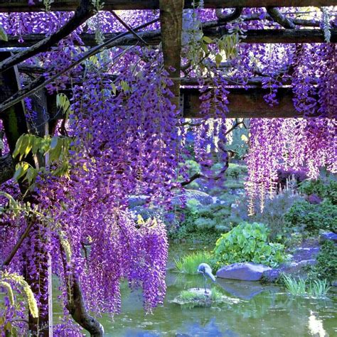 5 Chinese Wisteria Tree Seeds Fast Climbing Flower Vine Etsy