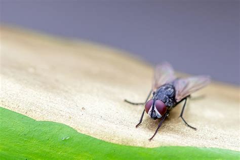 How To Get Rid Of Cluster Flies My Pest Pros