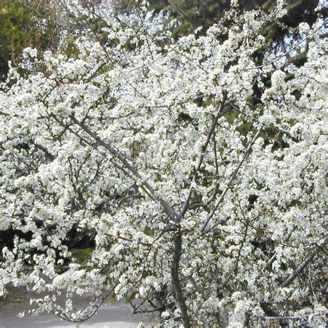 Schlehe gestalte deinen Garten ökologisch pflegeleicht Sträucher