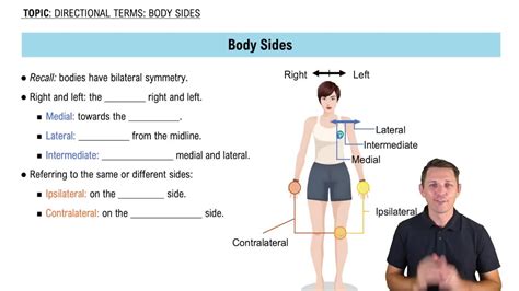 Directional Terms Of The Body