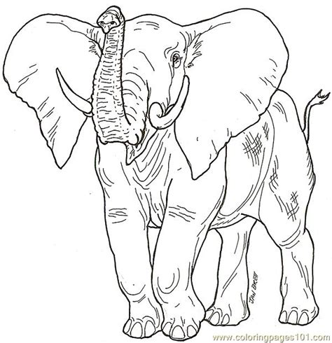 Elephant Trunk Up Drawing at GetDrawings | Free download