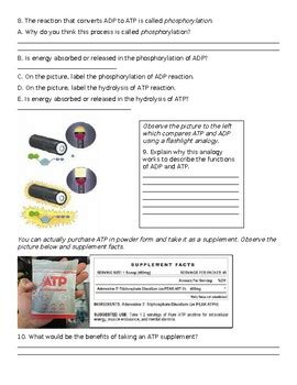 Cell Energy And Atp Guided Inquiry Pogil Style Activity By