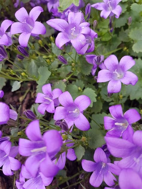 Purple Campanula Ground Cover Blooming In My Garden