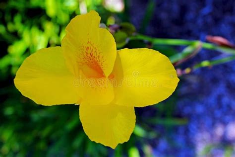 Yellow Canna Lily Flower Stock Image Image Of Bloom 133318469