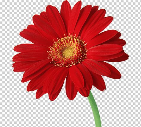 Margarita Común De Transvaal Fondo Gerbera Color Flor Las Flores Png Klipartz