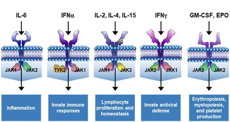 JAK Selectivity And The Implications For Clinical Inhibition Of