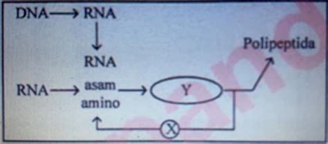 Perhatikan Skema Sintesis Protein Di Bawah Ini Hot Sex Picture