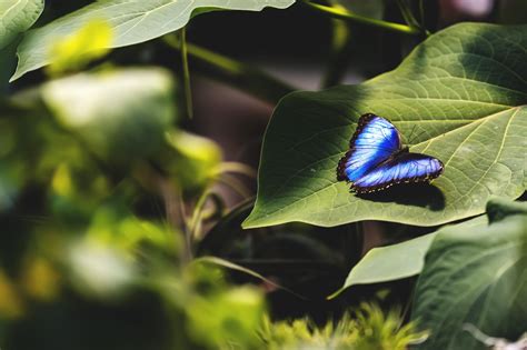 Butterfly Magic - Tucson Botanical Gardens