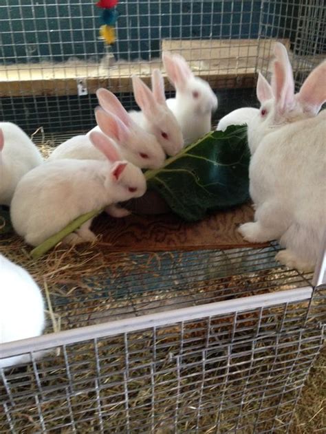 Purebred New Zealand Rabbits North Saanich And Sidney Victoria