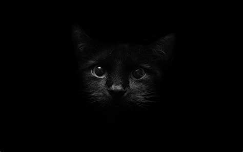 Black Cat wallpaper 3