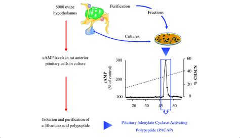 Strategy Of Identification Of Pituitary Adenylate Cyclase Activating