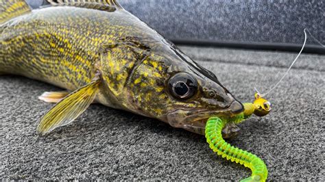 Insane Fox River Walleye Bite Depere Wi Youtube