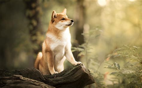 Download Wallpapers Shiba Inu Bokeh Pets Autumn Cute Dog Forest