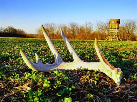 Shed Hunting Tips - Banks Outdoors