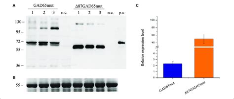 Comparison Of Gad65mut And 87gad65mut Expression Levels In Red Beet Download Scientific