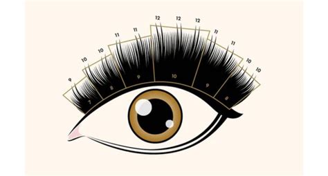 Wispy Lash Map A To Z Everything You Need To Know