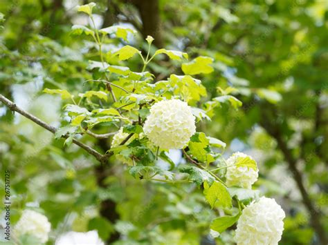 Viburnum Opulus Roseum Viorne Obier Ou Viorne Aubier Boule De Neige