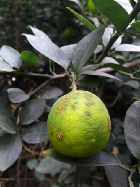 Lemon Citrus Black Spot Fungal Disease Caused By Guignardia Citricarpa