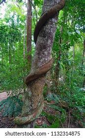 Naked Bare Tree Stock Photo Shutterstock