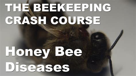 Honey Bee Diseases Honey Bee Pests Parasites And Diseases Part 3