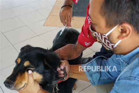 Warga Rejang Lebong Korban Gigitan Hewan Penular Rabies Republika