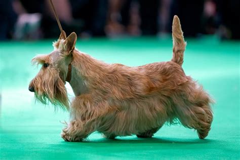 These Are the 7 Categories of the National Dog Show - A-Z Animals