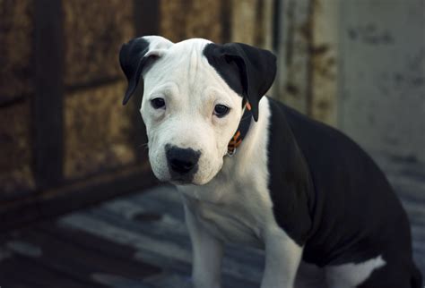 Fileamerican Pit Bull Terrier Pup Wikimedia Commons