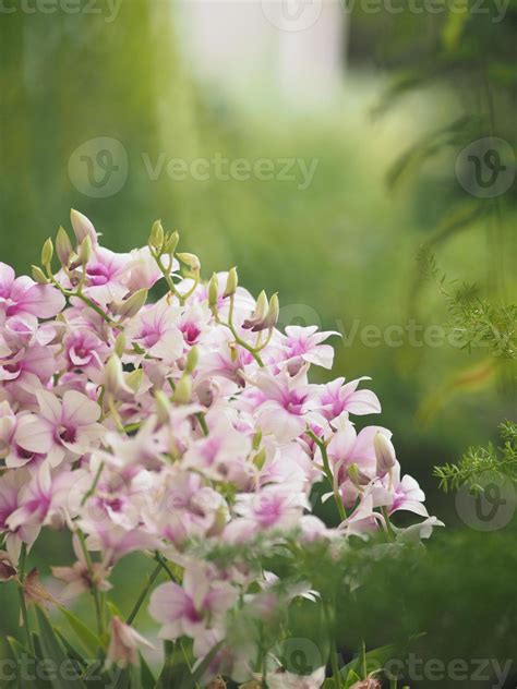 Pink Purple Orchids Dendrobium Lindley Orchidaceae Dendrobium