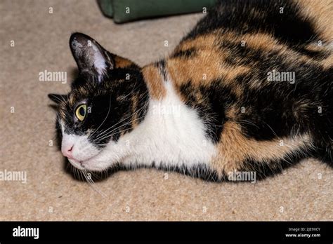 Brindle Cat Hi Res Stock Photography And Images Alamy