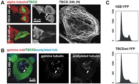 TBCD Overexpression Resulted In Microtubule Detachment From The