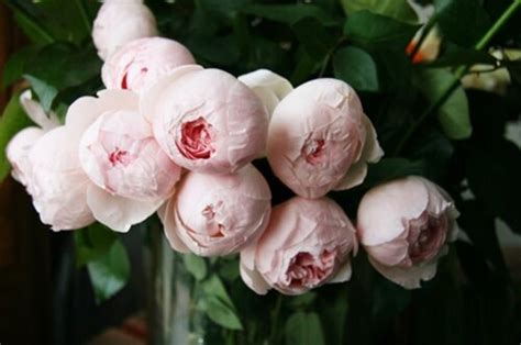 Роза Пиони Пинк. (Peony Pink) Ч/Г В КОНТЕЙНЕРЕ купить в интернет ...
