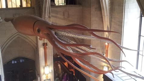 What Is The Difference Between A Colossal Squid Vs A Giant Squid