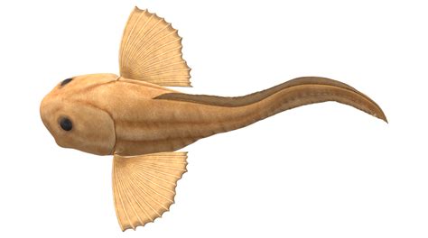 Mariana Snailfish isolated on a Transparent Background 23835832 PNG