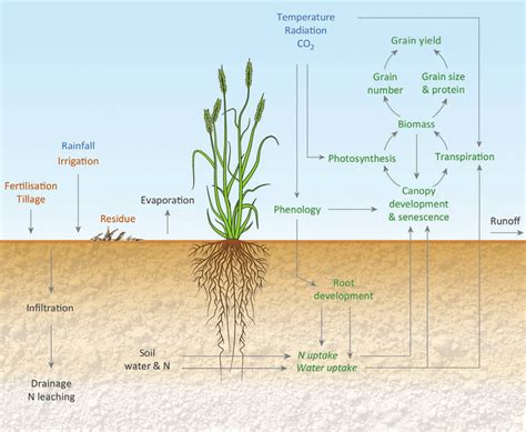 Crop Model Schematic Showing The Key Processes Involved In Crop Growth