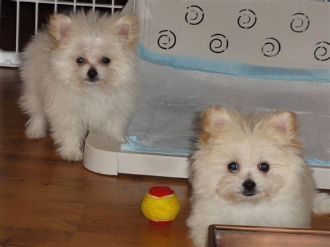 Pomeranian X Maltese Puppies - Pets Lovers