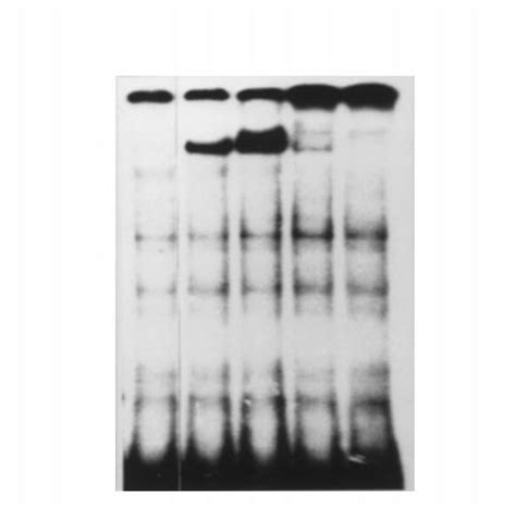 Activation of signaling pathways in INA-6. IL-6deprived INA-6 cells ...