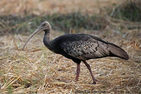 Aves En Peligro De Extinci N Especies Y Fotos