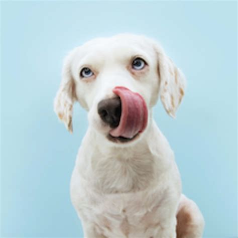 11 Healthiest Dog Breeds, According to Veterinarians