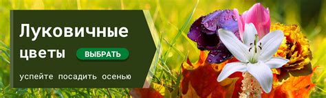 Интернет-магазин «Процветок» в Беларуси