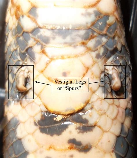 Vestigial Structures In Snakes