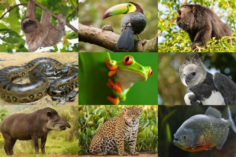 rainforest animals list  pictures facts interesting rainforest