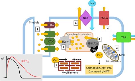 Frontiers Targeting Ca Handling Proteins For The Treatment Of