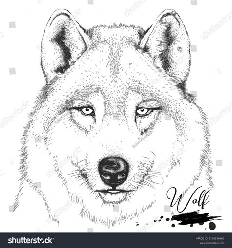 Wolf Hand Drawing Wild Animal Realistic Stock Vector (Royalty Free ...