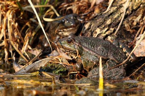 Common Marsh Frogs in the Grass Stock Image - Image of amphibian, warts ...