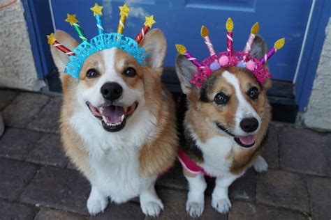 Hammy And Olivia The Corgis Questions & Answers • helloBARK!