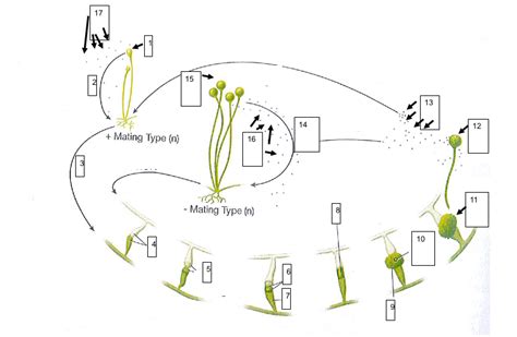 Rhizopus Life Cycle 9 16 Diagram Quizlet