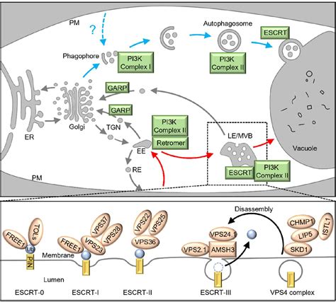 Figure 1 From Regulation Of PIN FORMED Protein Degradation Semantic