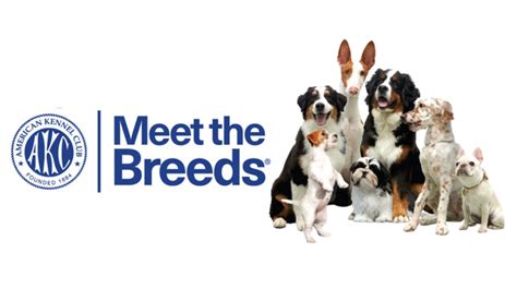 American Kennel Club Meet the Breeds • Connecticut Public Television