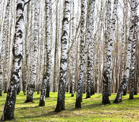 Zdj Cie Stock First Spring Greens In April Sunny Birch Grove Adobe Stock